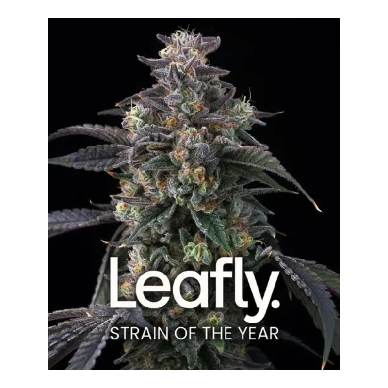 SUPER BOOF · Barneys Farm · cannabis seeds · Fem