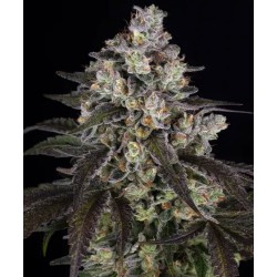 TRAINWRECK · Barneys Farm · kenevir tohum · Disi · Fem