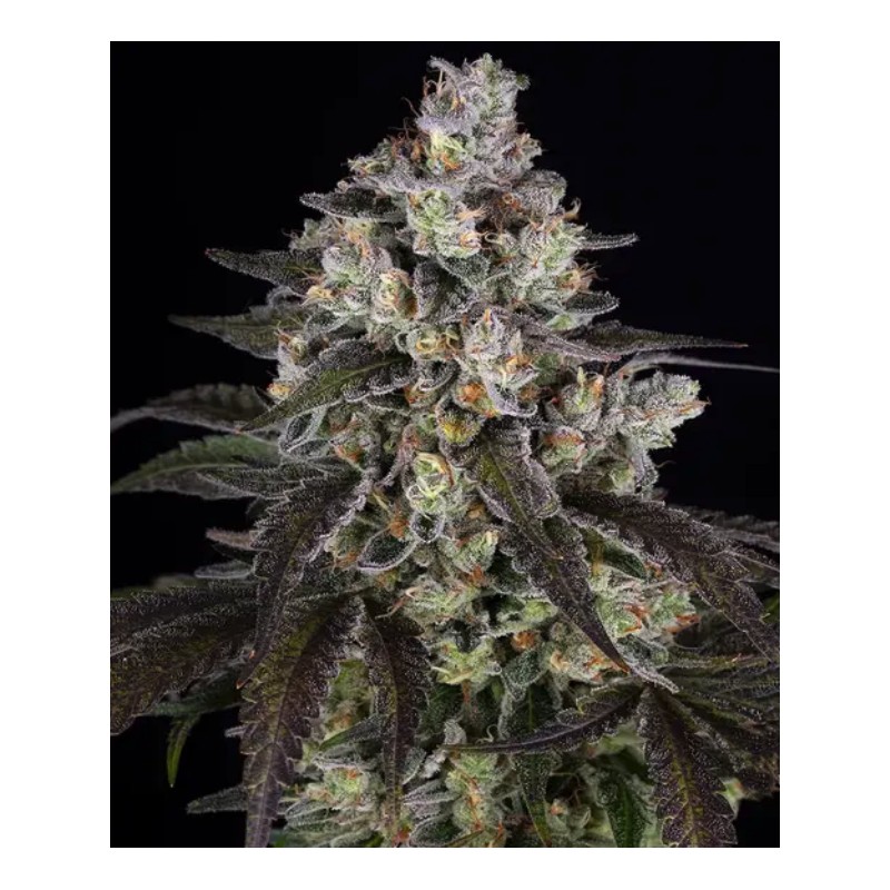TRAINWRECK · Barneys Farm · cannabis seeds · Fem