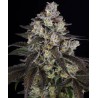 TRAINWRECK · Barneys Farm · kenevir tohum · Disi · Fem
