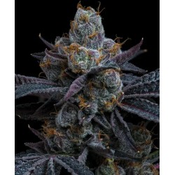WHITE RUNTZ · Barneys Farm · graines de cannabis · Fem