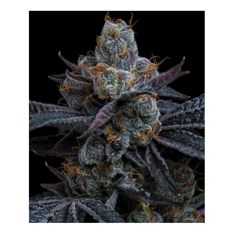 WHITE RUNTZ · Barneys Farm · graines de cannabis · Fem