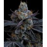 Ayahuasca Purple | Barneys Farm | Kaufen Cannabis Samen