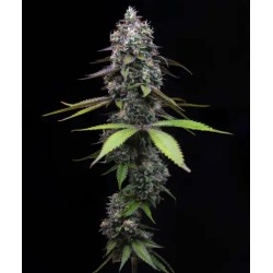 Ayahuasca Purple | Barneys Farm | Kaufen Cannabis Samen
