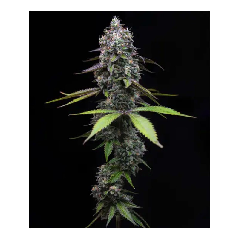 ZOAP · Barneys Farm · cannabis seeds · Fem
