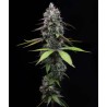 ZOAP · Barneys Farm · sementes de maconha · Fem