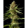 AMNESIKA 2.0 · Philosopher Seeds · sementes de maconha · Fem