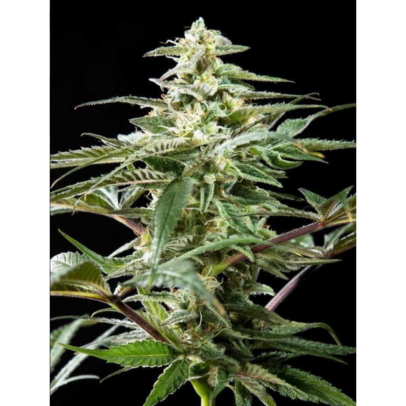 CBD RICH CANDY · Philosopher Seeds · sementes de maconha · Fem
