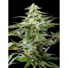 CBD RICH CANDY · Philosopher Seeds · sementes de maconha · Fem