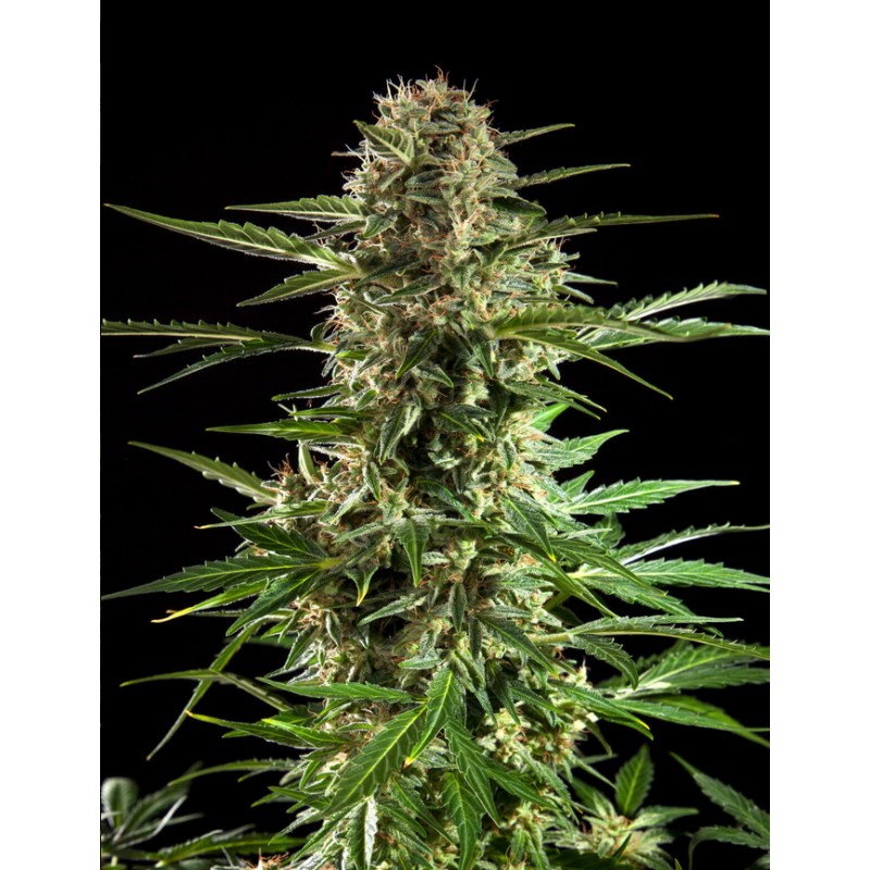 CHEESY AUTO CBD · Philosopher Seeds · sementes de maconha · Auto Fem