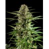 CHEESY AUTO CBD · Philosopher Seeds · cannabis samen · Auto Fem