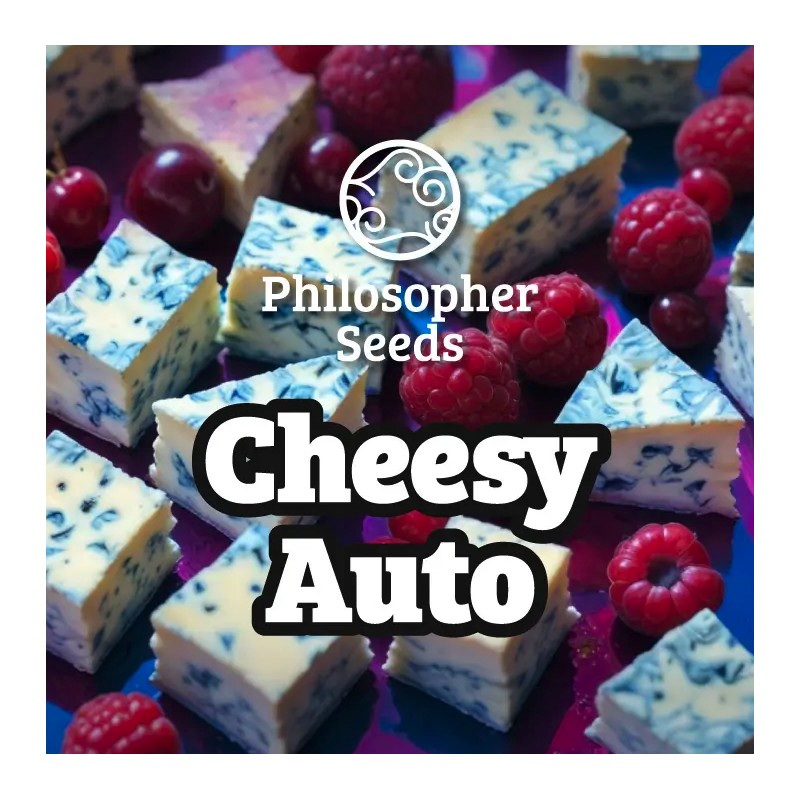 CHEESY AUTO · Philosopher Seeds · graines de cannabis · AutoFem