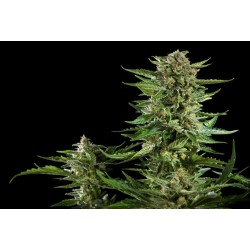 CHEESY AUTO · Philosopher Seeds · sementes de maconha · Auto Fem