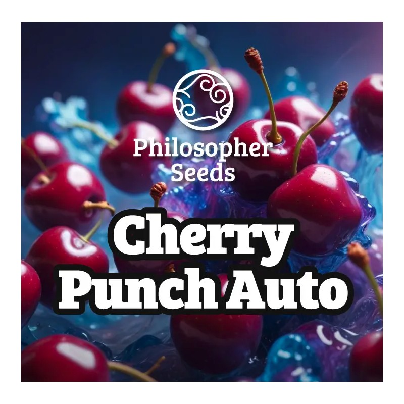 CHERRY PUNCH AUTO · Philosopher Seeds · graines de cannabis · AutoFem
