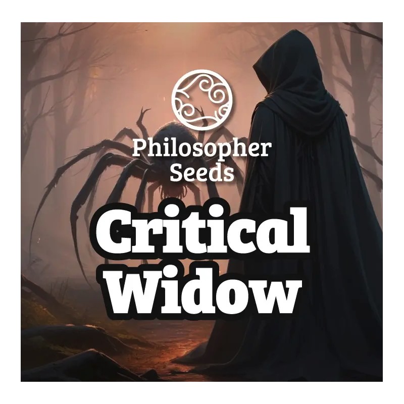 CRITICAL WIDOW · Philosopher Seeds · graines de cannabis · Fem