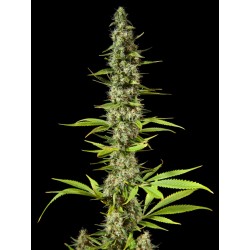 EARLY MAROC · Philosopher Seeds · cannabis seeds · Fem