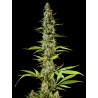 EARLY MAROC · Philosopher Seeds · kaufen cannabis samen · Fem