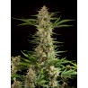 FRAGGLE SKUNK AUTO · Philosopher Seeds · sementes de maconha · AutoFem