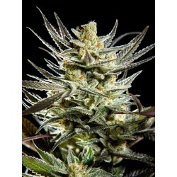 FRUITY JACK · Philosopher Seeds · sementes de maconha · Fem