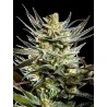 FRUITY JACK · Philosopher Seeds · sementes de maconha · Fem