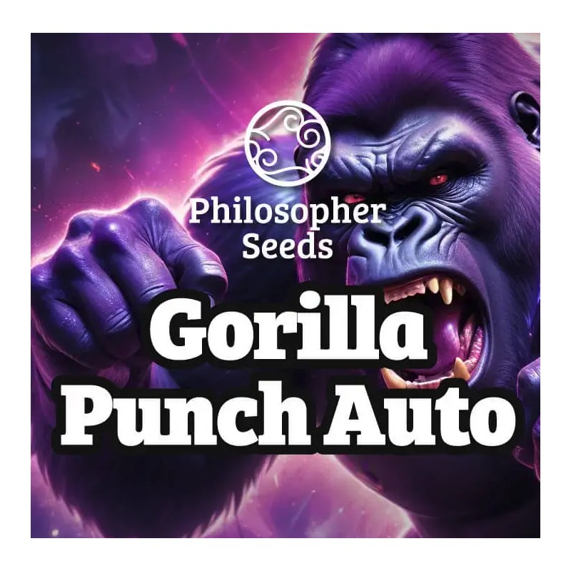 GORILLA PUNCH AUTO · Philosopher Seeds · sementes de maconha · AutoFem