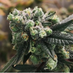 GORILLA PUNCH AUTO · Philosopher Seeds · kaufen cannabis samen · AutoFem