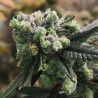GORILLA PUNCH AUTO · Philosopher Seeds · sementes de maconha · AutoFem