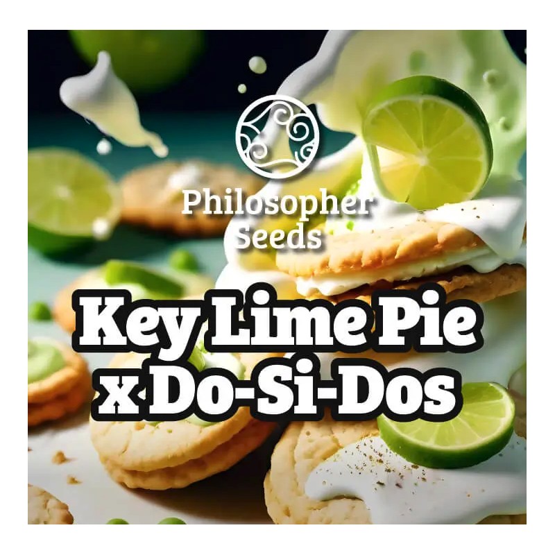 KEY LIME PIE X DOS-SI-DOS · Philosopher Seeds · graines de cannabis · Fem