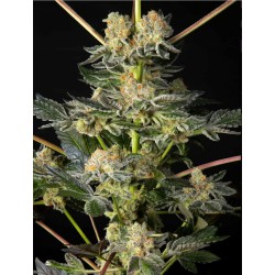 KEY LIME PIE X DOS-SI-DOS · Philosopher Seeds · sementes de maconha · Fem