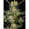 KEY LIME PIE X DOS-SI-DOS · Philosopher Seeds · graines de cannabis · Fem