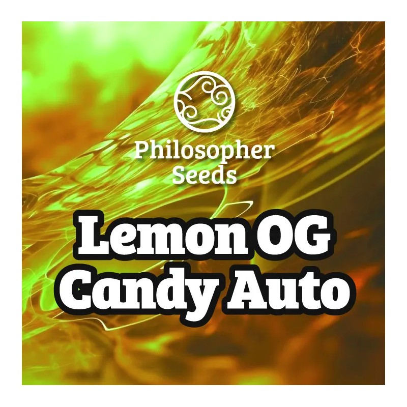LEMON OG CANDY AUTO · Philosopher Seeds · kaufen cannabis samen · AutoFem