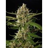 LEMON OG CANDY · Philosopher Seeds · sementes de maconha · Fem