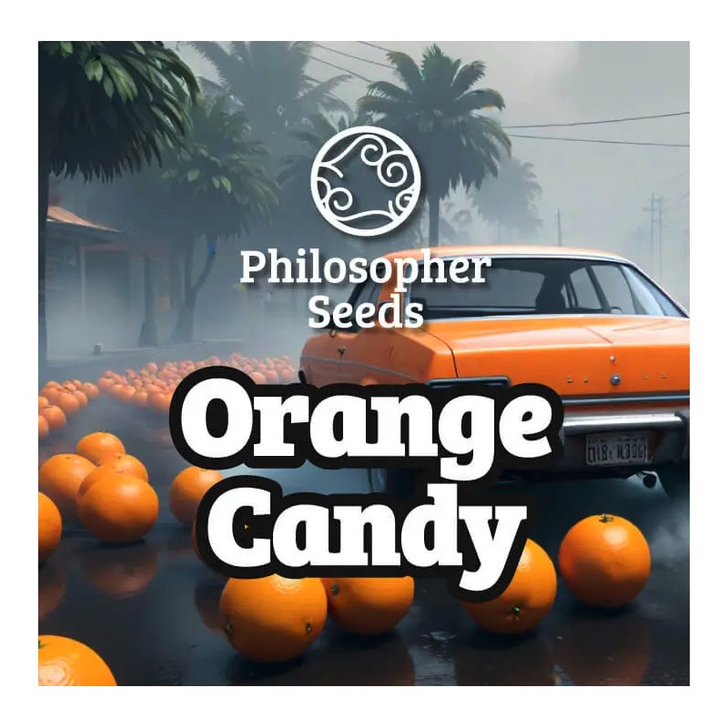 ORANGE CANDY · Philosopher Seeds · cannabis seeds · Fem