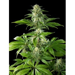 PURE CBD PUNCH · Philosopher Seeds · graines de cannabis · Fem