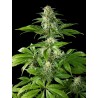 PURE CBD PUNCH · Philosopher Seeds · graines de cannabis · Fem