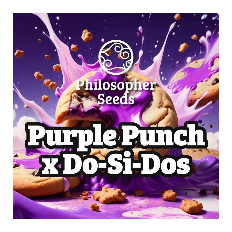 PURPLE PUNCH X DO-SI-DOS · Philosopher Seeds · kaufen cannabis samen · Fem