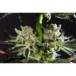 PURPLE PUNCH X DO-SI-DOS · Philosopher Seeds · sementes de maconha · Fem