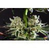 PURPLE PUNCH X DO-SI-DOS · Philosopher Seeds · sementes de maconha · Fem