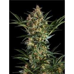 SLEEPY YODA AUTO · Philosopher Seeds · sementes de maconha · Auto Fem