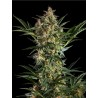 SLEEPY YODA AUTO · Philosopher Seeds · sementes de maconha · Auto Fem