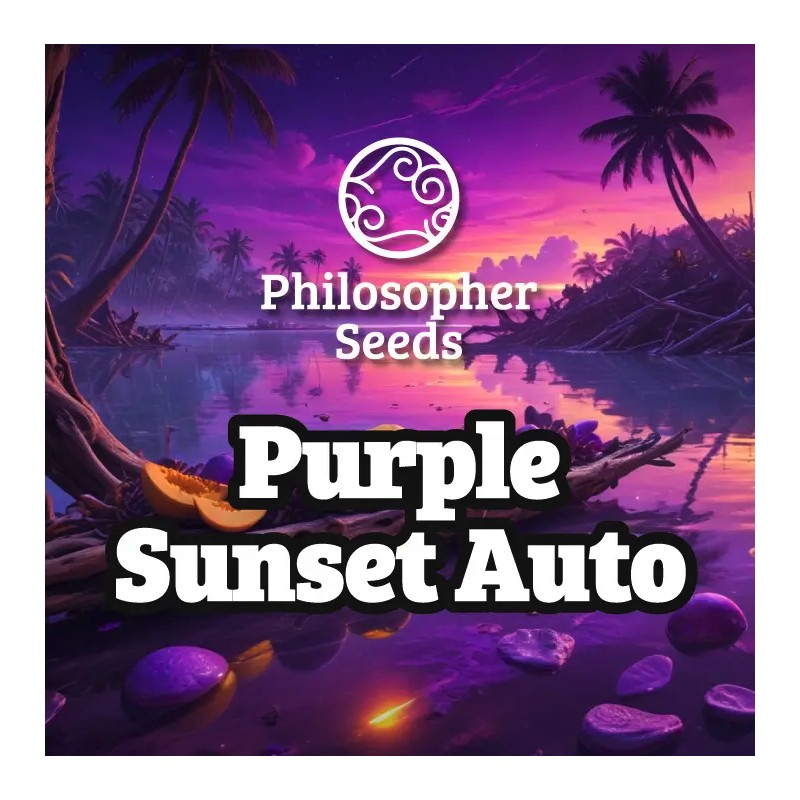 PURPLE SUNSET AUTO · Philosopher Seeds · graines de cannabis · AutoFem