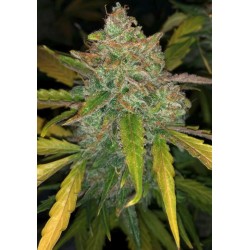 PURPLE SUNSET AUTO · Philosopher Seeds · kaufen cannabis samen · AutoFem