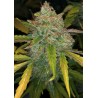 PURPLE SUNSET AUTO · Philosopher Seeds · graines de cannabis · AutoFem