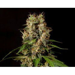 SWEETLOVE · Philosopher Seeds · graines de cannabis · Fem