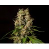 SWEETLOVE · Philosopher Seeds · kenevir tohum · Disi · Fem