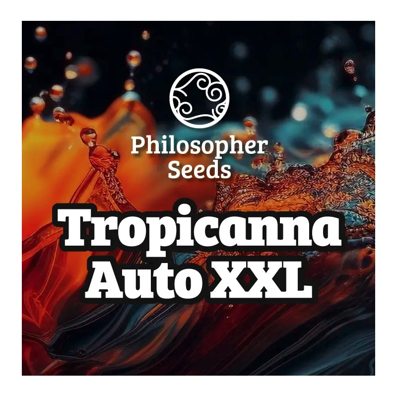 TROPICANNA AUTO XXL · Philosopher Seeds · graines de cannabis · AutoFem