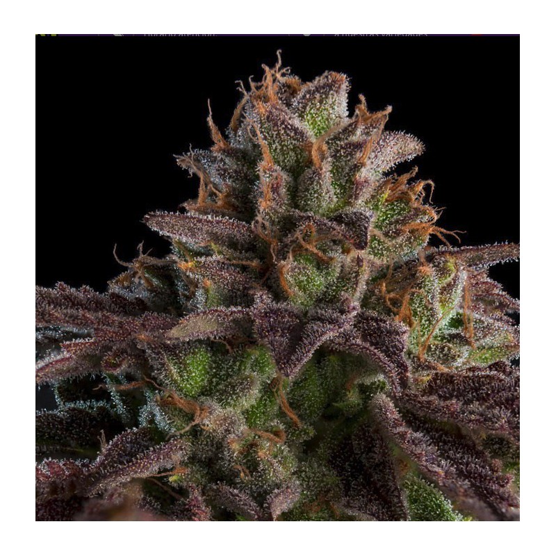 AUTO K-MINTZ · Ripper Seeds · cannabis seeds · AutoFem