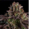 AUTO K-MINTZ · Ripper Seeds · cannabis seeds · AutoFem