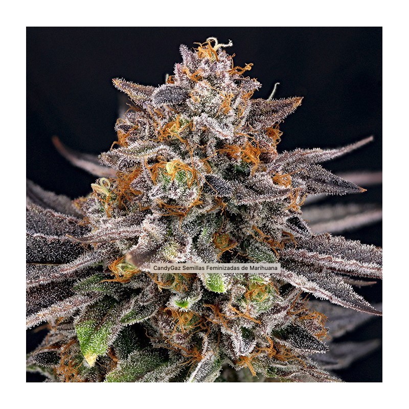 CANDYGAZ · Ripper Seeds · sementes de maconha · Fem