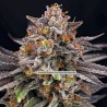 CANDYGAZ · Ripper Seeds · cannabis seeds · Fem